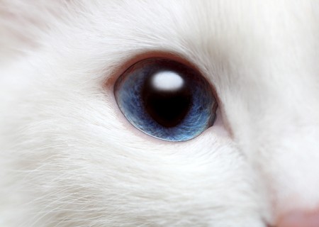 single blue eye of white catの写真素材