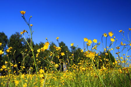 summer meadow with many small yellow flowers