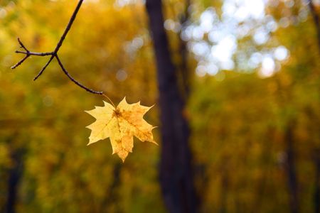 single yellow leaf on autumn trees backgroundの写真素材