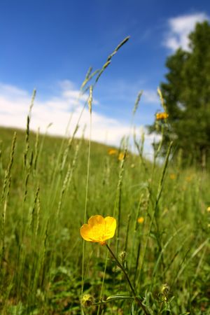 summer landscape with buttercup under hillの写真素材