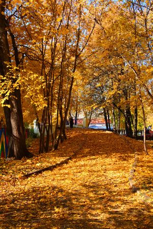 lane in autumn park covered by yellow leavesの写真素材