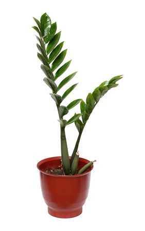 big green plant in pot isolated on whiteの写真素材