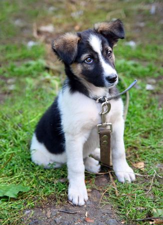 young puppy dog sitting on grass looking stareの写真素材