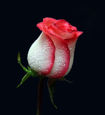 white with red border rose on black backgroundの写真素材