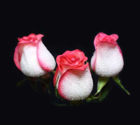 three white with red border roses on black backgroundの写真素材