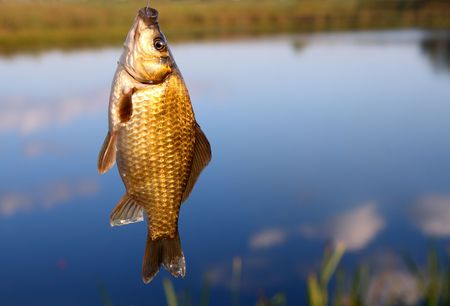 fishing - catching crucian on lake backgroundの写真素材