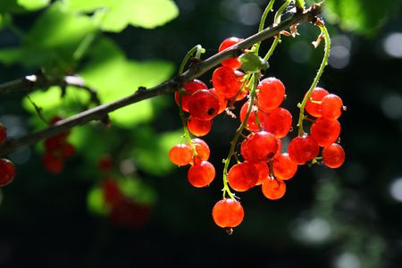 bunch of red currant berry on black backgroundの写真素材
