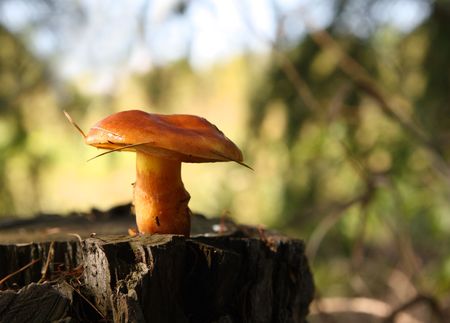mushroom on stump in forest - boletus luteus scientの写真素材