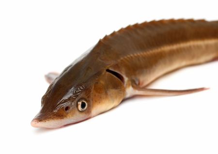 russian sturgeon fish close-up isolated on whiteの写真素材