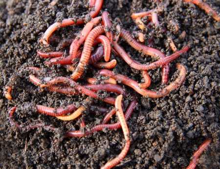 red worms in compost - bait for fishing 