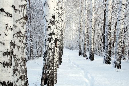 small path in winter birch wood alleyの写真素材