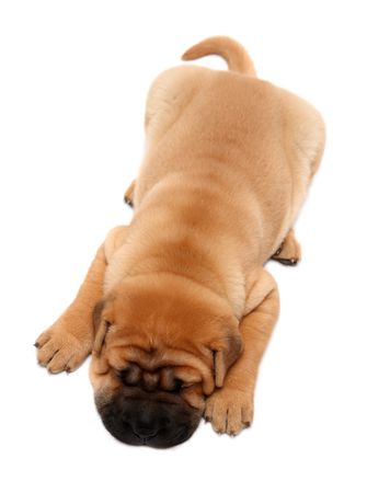shar pei puppy dog sleeping isolated on whiteの写真素材