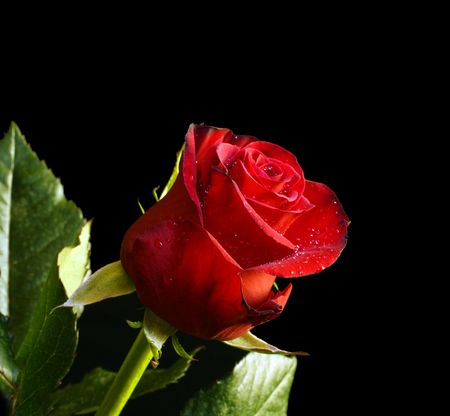 red rose with water drops on black backgroundの写真素材