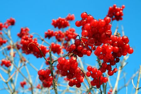 bright red snowball tree berryes bunch