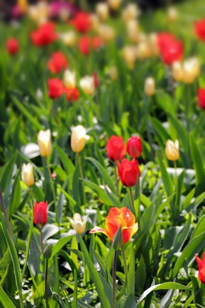 close-up view on flowerbed with bright tulipsの写真素材