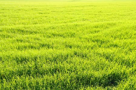 view on green field with wheat onlyの写真素材