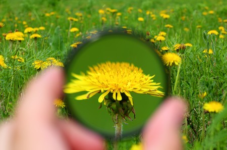 looking close-up through magnifier on dandelion flowerの写真素材