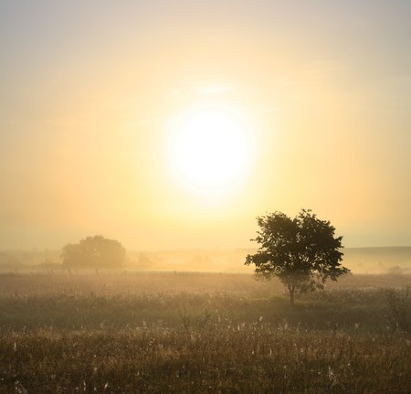 morning landscape with single tree in mistの写真素材