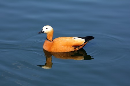 Mandarin duck floating on pond blue waterの写真素材