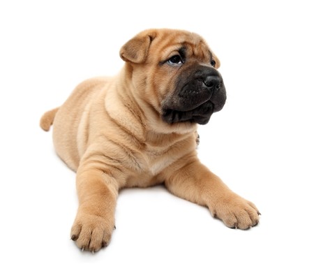 shar pei puppy dog isolated on whiteの写真素材