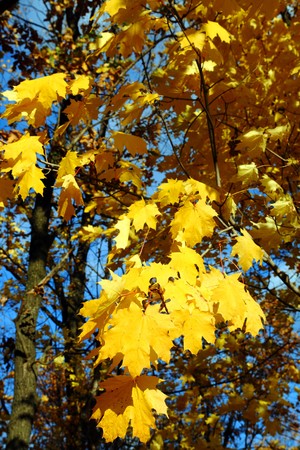 autumn bright yellow maple leaves in sunlight backgroundの写真素材