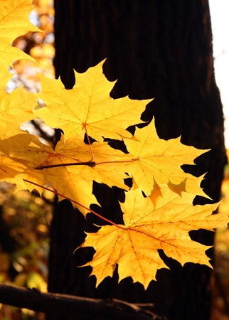 autumn bright yellow maple leaves in sunlight backgroundの写真素材