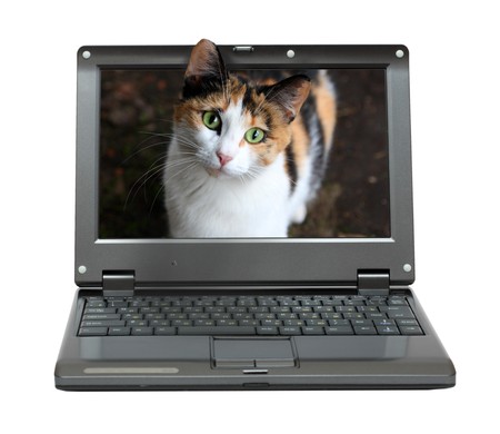 small laptop with cat out of screenの写真素材