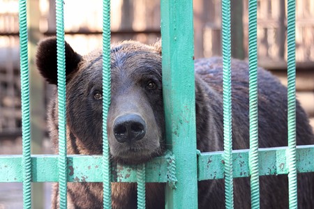 big brown bear closed in zoo cageの写真素材