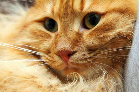 bobtail red cat close-up portraitの写真素材