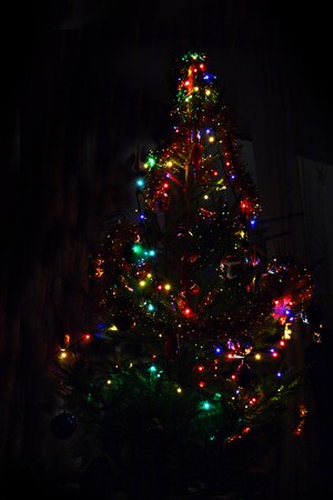 christmas fir with colored lightings at nightの写真素材