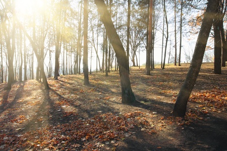 autumn landscape with sunbrams between bare treesの写真素材