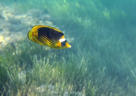 butterfly-fish swiming under water over green grassの写真素材