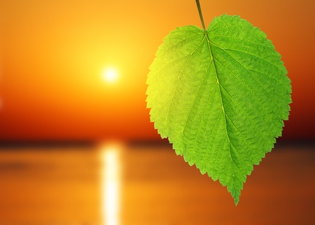 green leaf macro and sunrise over seaの写真素材