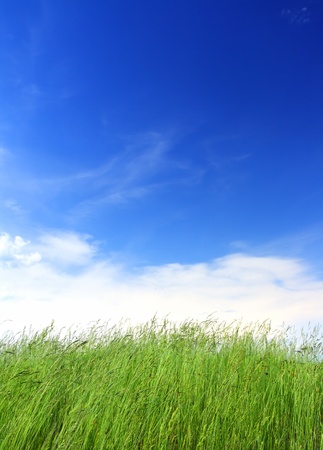 green grass under blue sky backgroundの写真素材