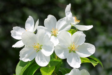 macro view on blossom apple tree branchの写真素材