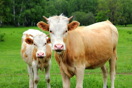 two young bull on green meadow - farm animals