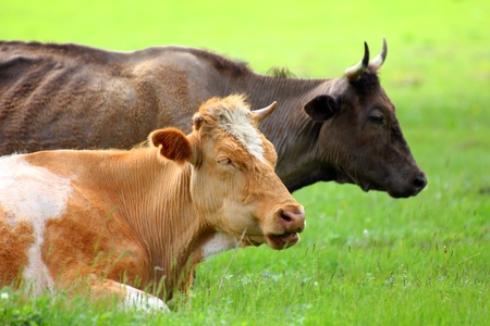 two cows resting on green meadow - farm animalsの写真素材