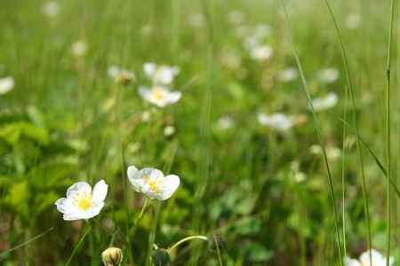 wild strawberry flowers on green summer meadowの写真素材