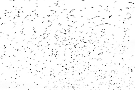 large flock of crows isolated on white