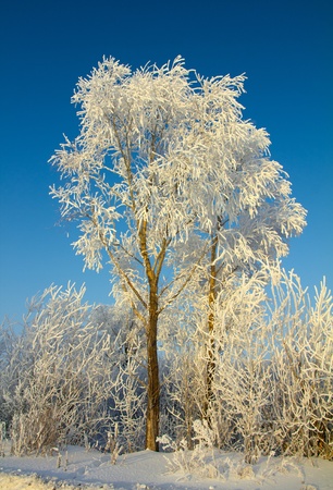 beautiful ice winter tree under blue skyの写真素材