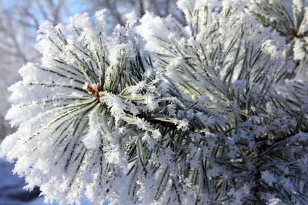 Frozen twigs of pine macro in winter parkの写真素材