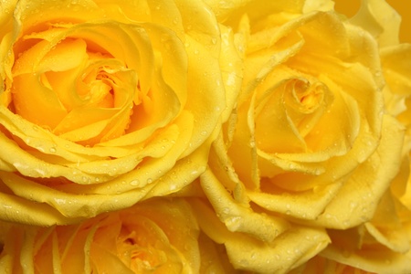 yellow rose petals with water drops close-upの写真素材