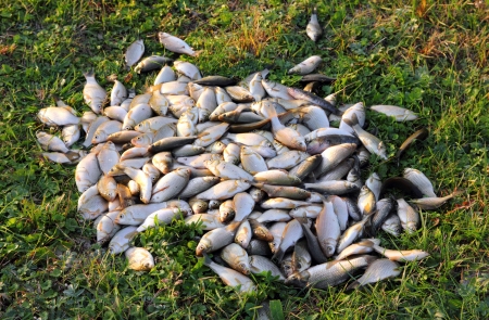 catching crucian fish lying on grassの写真素材