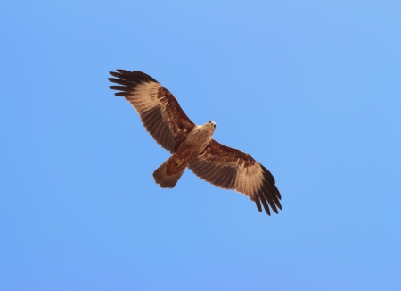 flying kite in blue skyの写真素材