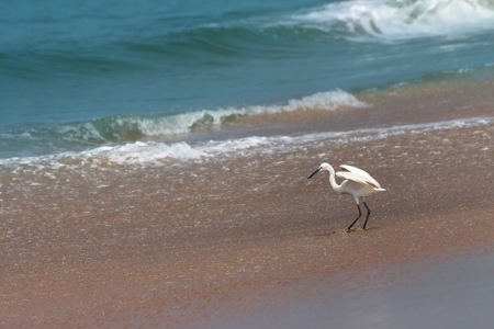 hunting heron on ocean beach
の写真素材