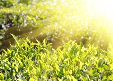 tea plants in sunbeams - Munnar Kerala Indiaの写真素材