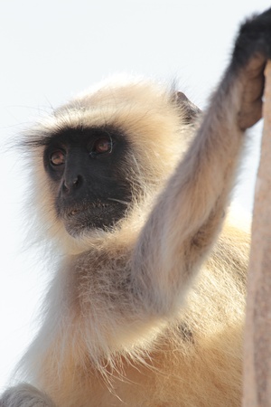 close-up photo of presbytis monkeyの写真素材