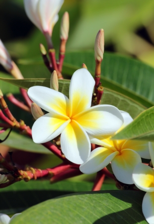 plumeria flowers closeup - tropical plantの写真素材
