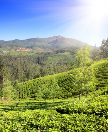 mountain tea plantation in Munnar Kerala Indiaの写真素材
