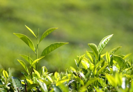 tea plants in Munnar Kerala Indiaの写真素材